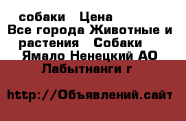 собаки › Цена ­ 2 500 - Все города Животные и растения » Собаки   . Ямало-Ненецкий АО,Лабытнанги г.